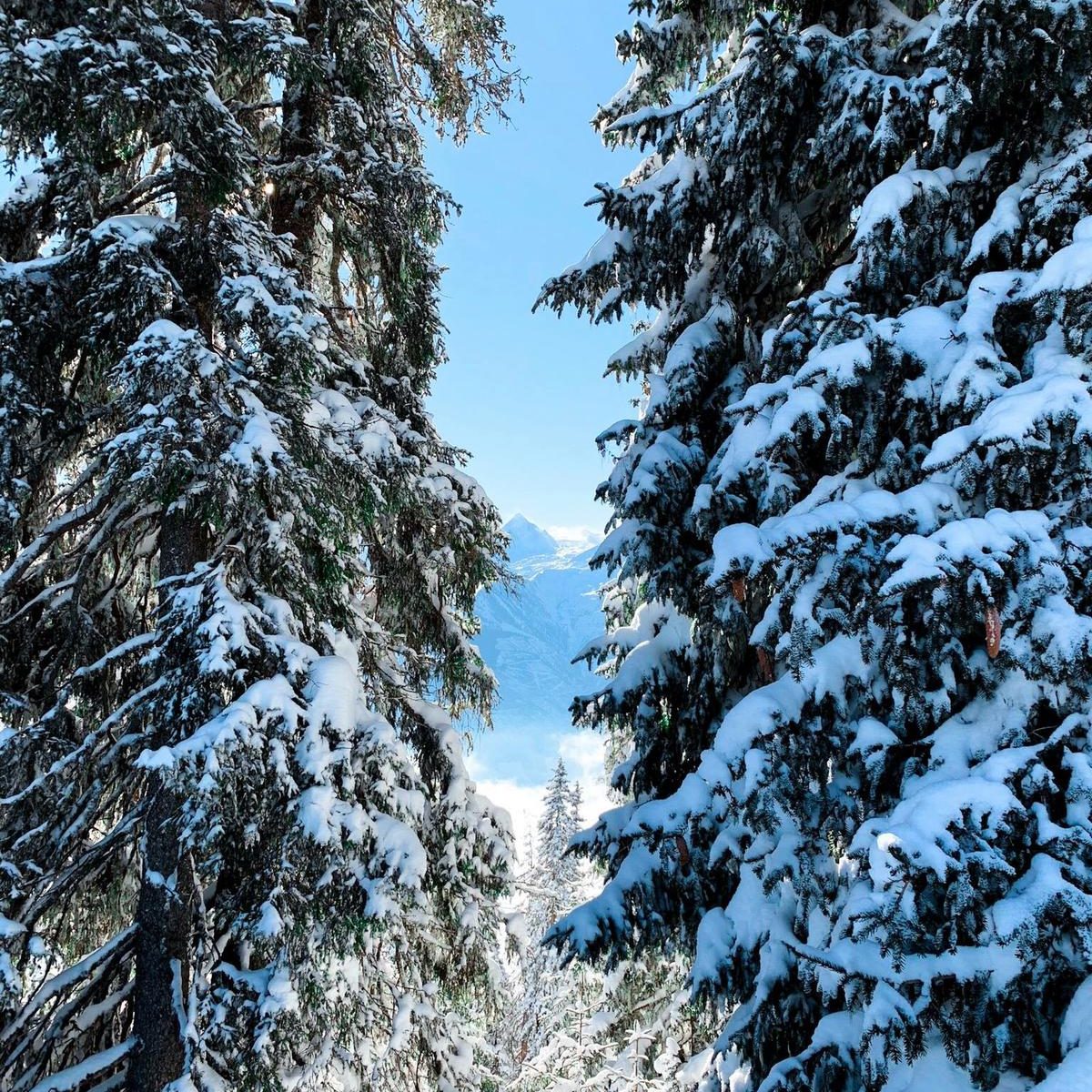 Snow-covered landscape in Austria during winter. Majestic mountains rise in the background, blanketed in snow, while pine trees and quaint villages dot the valley below. The scene captures the serene beauty of Austrian winter, inviting viewers to immerse themselves in its picturesque charm